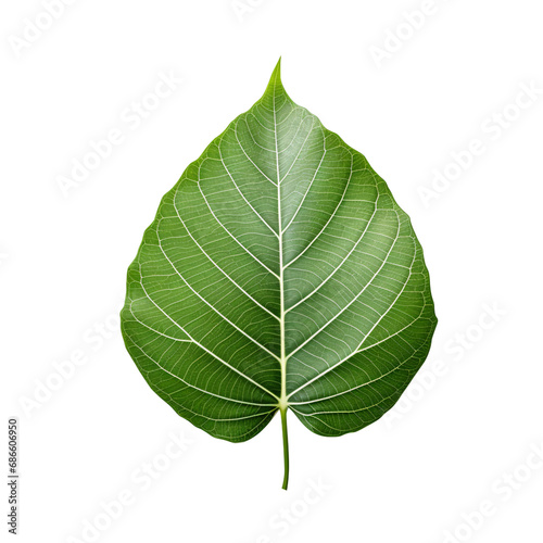 Vibrant Green Bodhi Leaf on Transparent Background  PNG