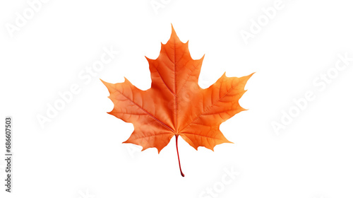 Maple leaf isolated on transparent background