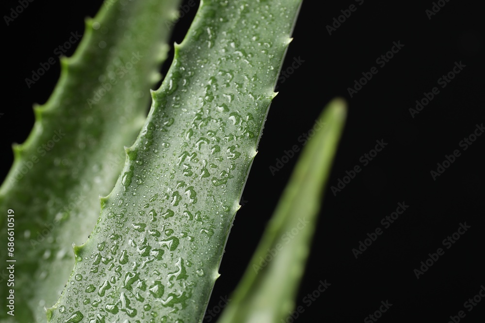 Green aloe vera plant with water drops on black background, closeup. Space for text Green aloe vera plant with water drops on black background, closeup. Space for text