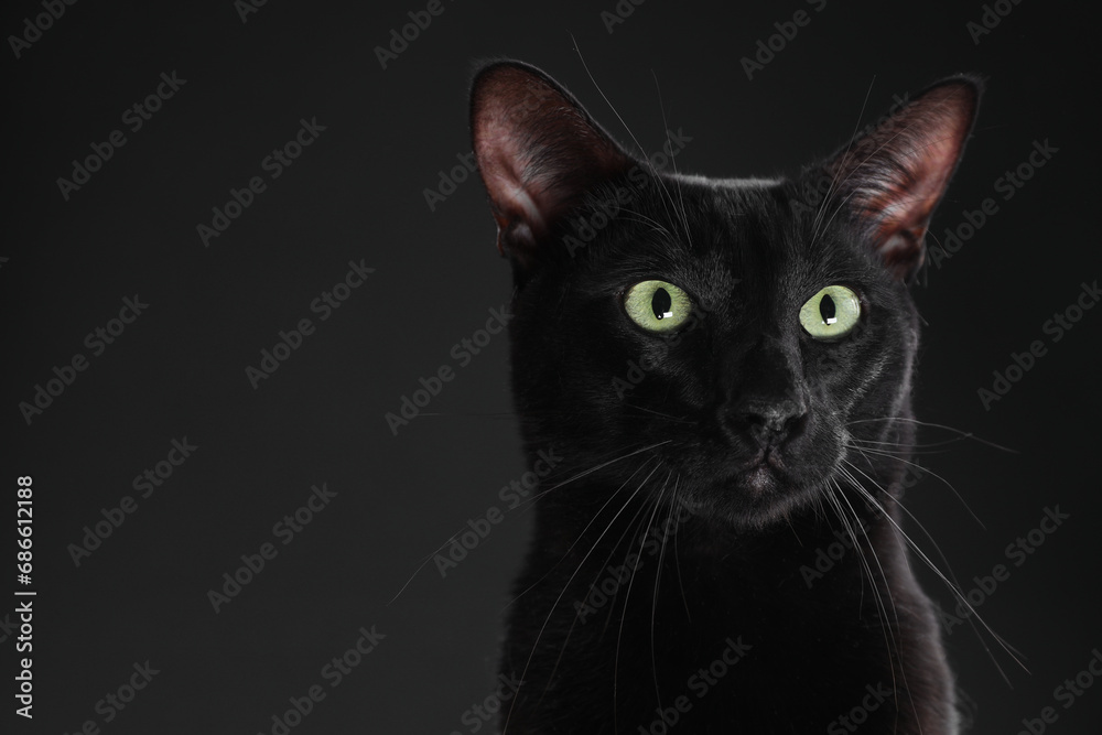 Adorable cat on black background, closeup with space for text. Lovely pet