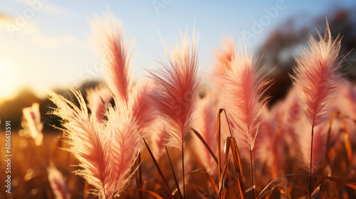 Close up of pampas grass plumes soft and fluffy on a field with sunshine. Generative AI