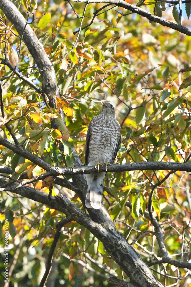eurasian sparrow hawk in a forest eurasian sparrow hawk in a forest