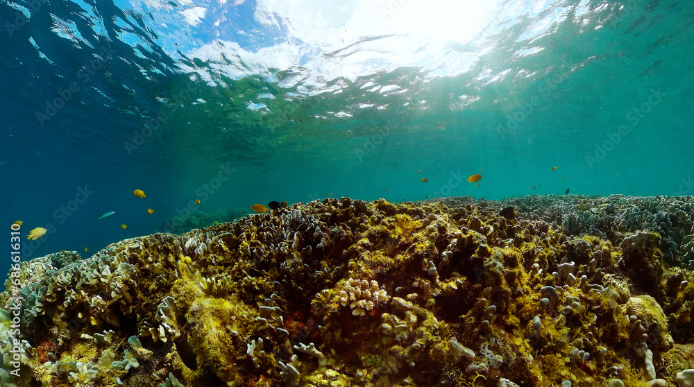 Fototapeta premium Tropical coral reef and fish underwater world. Coral Garden with underwater vibrant fish.