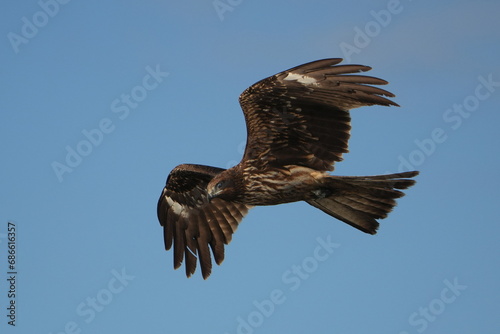 black kite in flight