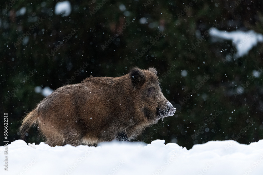 Wild boar in the snowfall, forest background Wild boar in the snowfall, forest background