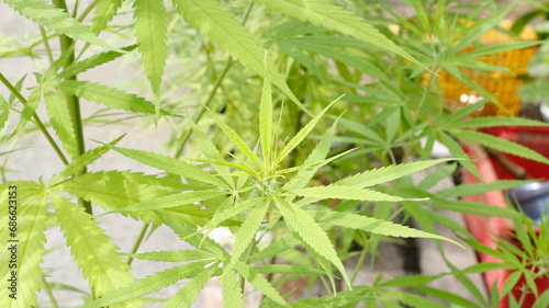 Photo set of cannabis in Thailand