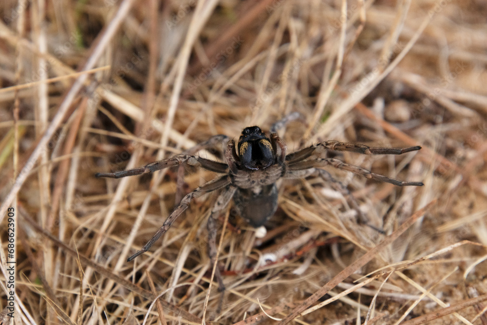 Araña lobo europea Araña lobo europea