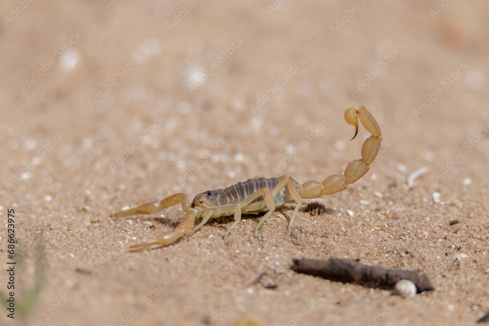 Escorpión amarillo común. Escorpión amarillo común.