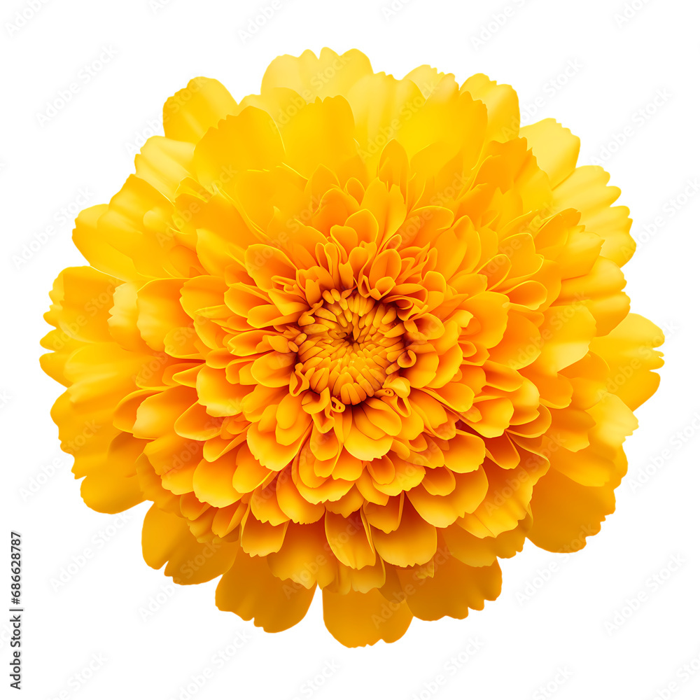 Marigold isolated on transparent background Marigold isolated on transparent background