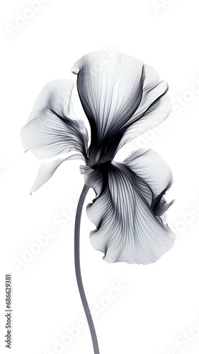 Minimalistic flower in x-ray style. Illustration of an iris with transparent petals on a white background. photo