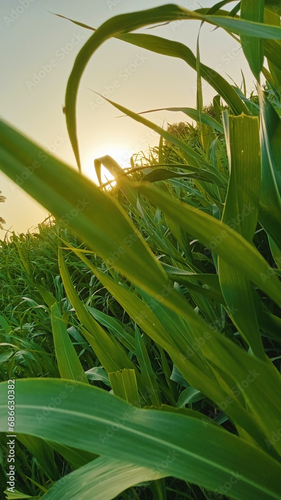 Obraz premium Experience the peaceful beauty of nature: a vibrant celebration of endless greenery. It's a visual treat for those who love the natural world.