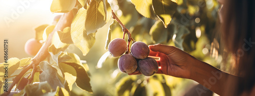 a female farmer harvests figs on the farm photo