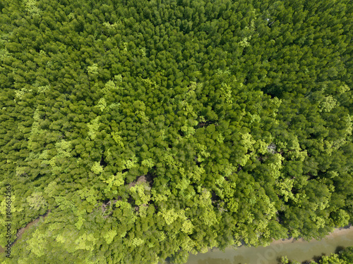 Amazing abundant forest trees Aerial view of forest trees Rainforest ecosystem and healthy environment background Texture of green trees forest top down  High angle view landscape