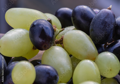 Close-up of Fresh Green seedless and Black seedless Grapes. grapes healthy fruit ready to eat, Space for text, Selective focus.