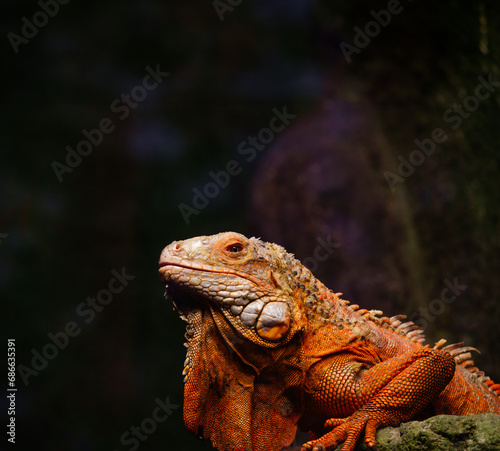 green iguana on a blurred background