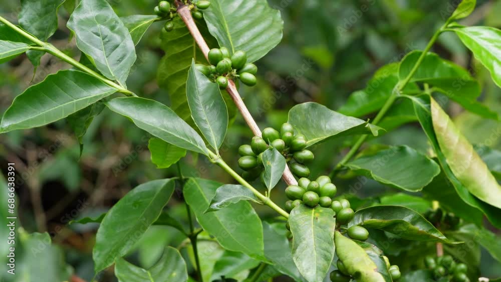 Growing green coffee beans on plant , close up view , green coffee Growing green coffee beans on plant , close up view , green coffee