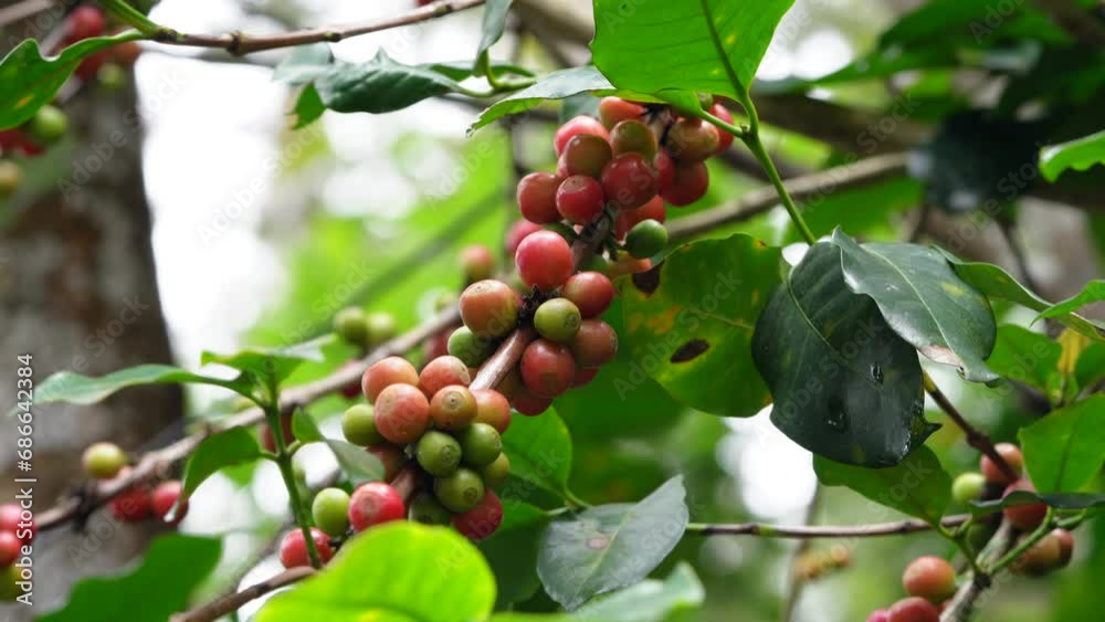 Coffee fruit on tree branch, vibrant coffee fruit Coffee fruit on tree branch, vibrant coffee fruit