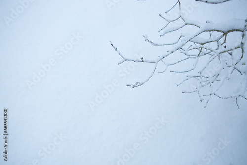 Macro photo of white snow in winter and tree branch .