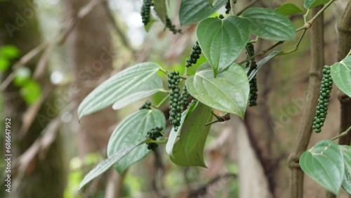 Vine family Piperaceae which is dried used as spice and seasoning dried ground pepper flavour, photo