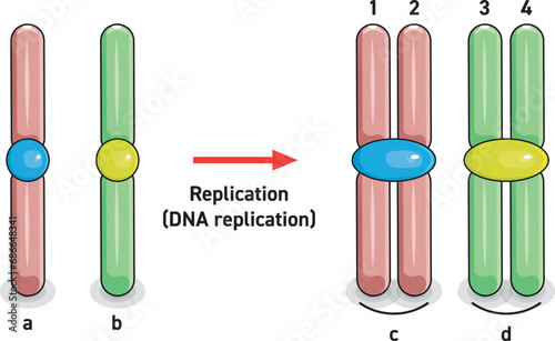 Homologous chromosomes and chromatids photo