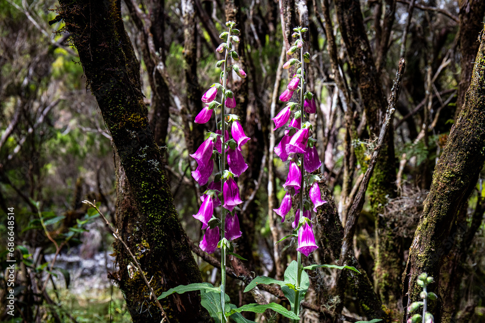 Fototapeta premium Fleur