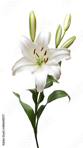 Lily isolated on transparent background © xuan