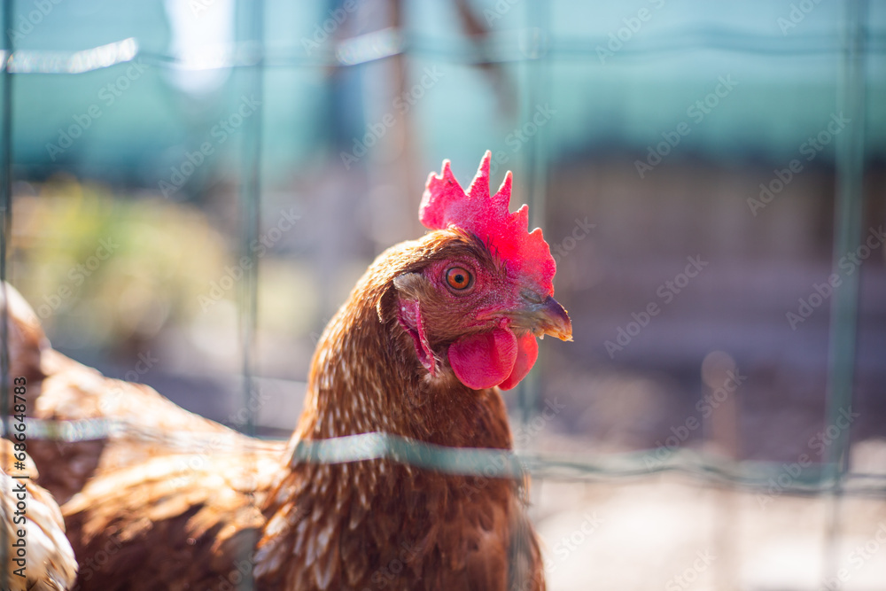 portrait of a chicken in the coup