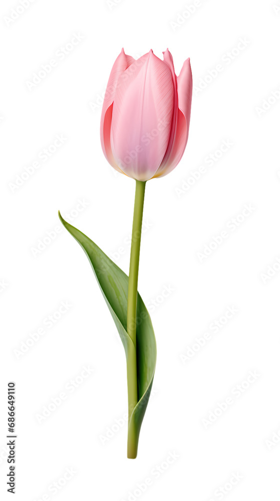 Tulip isolated on transparent background Tulip isolated on transparent background