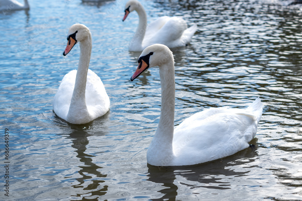 Fototapeta premium Swans on the River: A Daytime Elegance