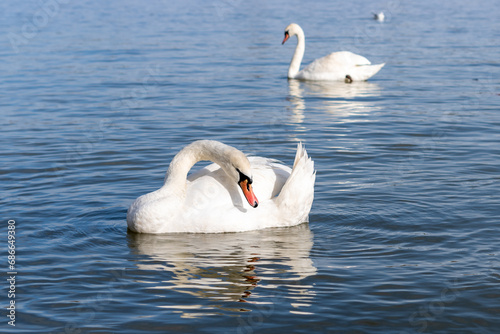 Swans on the River: A Daytime Elegance