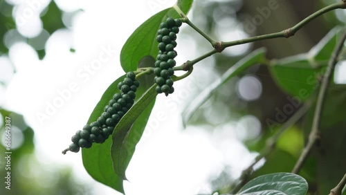 Green Pepper on the Pepper tree garden, Fresh Black pepper plant in agriculture field photo