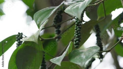 Unripe green pepper drupe or stonefruit on tree , Black pepper plant photo