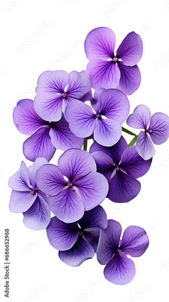 Violet isolated on transparent background
