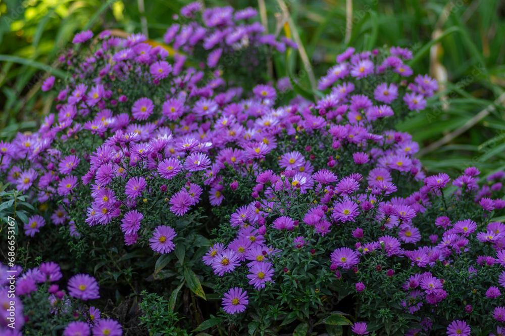 Obraz premium Symphyotrichum novi-belgii flowering plant, beautiful summer autumn rich petal flowers in bloom