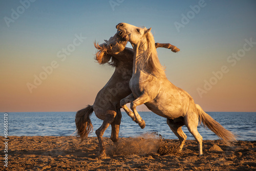 wild horses at sunset on the seaside beach, manly games between 2 stallions,