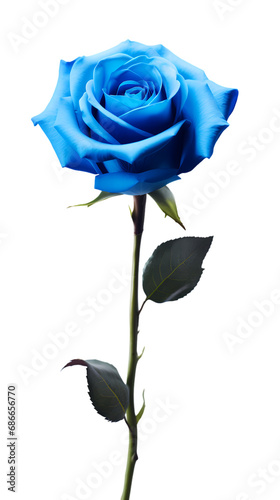 Blue rose isolated on transparent background