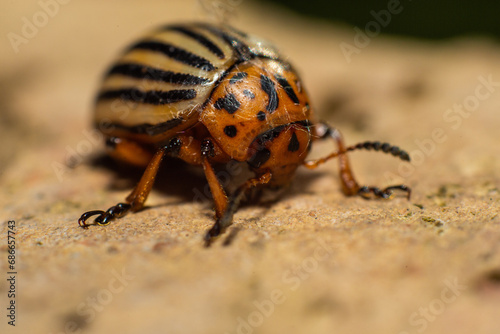 Close up of a state potato beetle