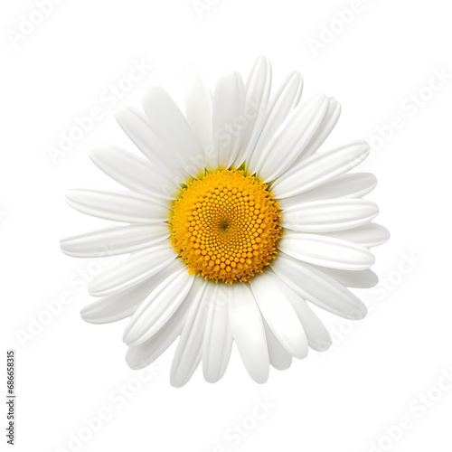 Daisy isolated on transparent background © xuan