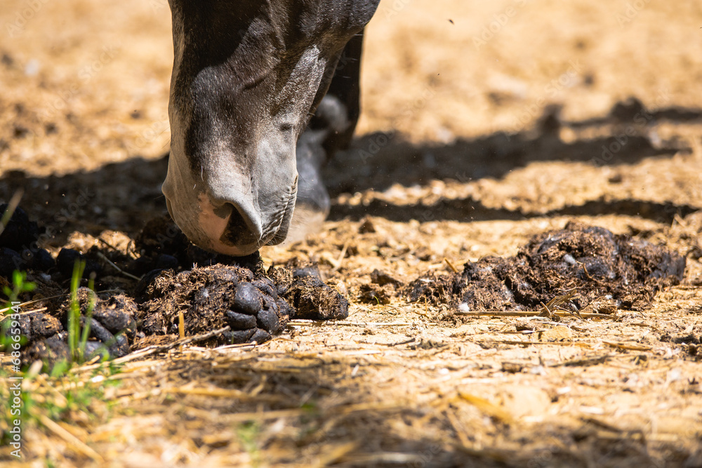 a horse smelling horse poop on the ground a horse smelling horse poop on the ground