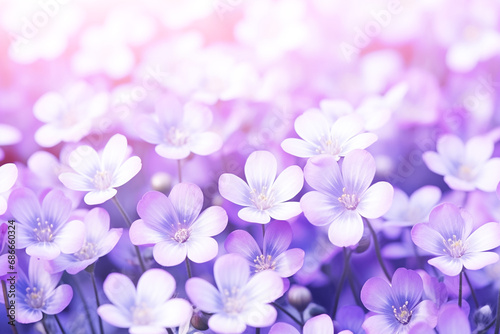 Beautiful spring violet white flowers in nature outdoors in forest. Abstract spring nature background. 