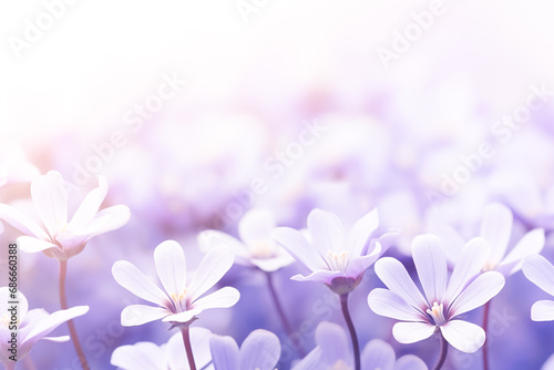 Beautiful spring violet white flowers in nature outdoors. Abstract spring nature background. 