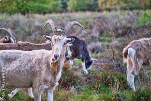 Herd of goats in an autumn landscape,