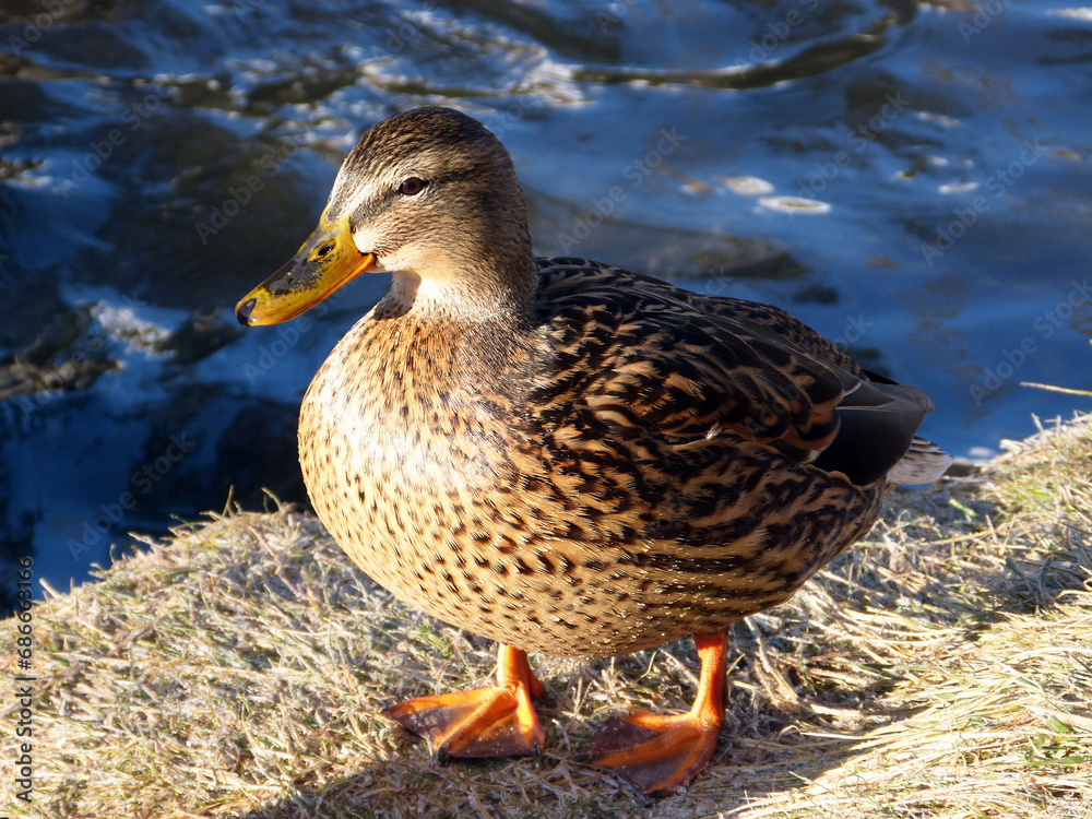 Female of mallard, wild duck (Anas platyrhynchos) by the water in a sunny day Female of mallard, wild duck (Anas platyrhynchos) by the water in a sunny day