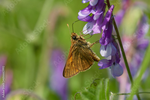 Large skipper,, Ochlodes sylvanus,, on wildflower in summer day, Danubian forest, Slovakia photo