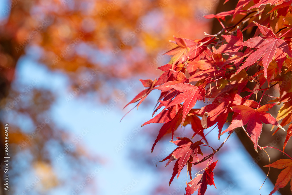 Beautiful maple leaves on the tree in autumn season. Beautiful maple leaves on the tree in autumn season.