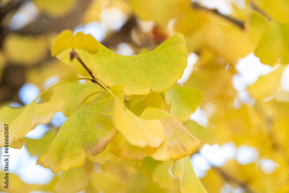 Fototapeta premium Beautiful yellow ginkgo, gingko biloba tree forest in autumn season.