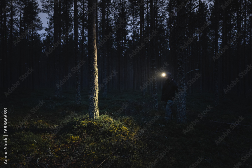A man with a headlamp wanders through a pine forest in dark. - obrazy, fototapety, plakaty 