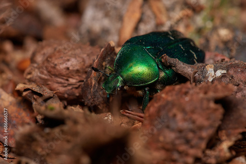Rose chafer   Cetonia aurata   on its natural environment  Danubian forest  Slovakia