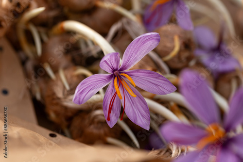 Flowering saffron Crocus Sativus bulbs with deep red stigmas