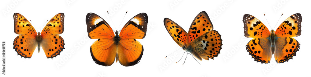 Fototapeta premium Vibrant orange butterfly with delicate wings, perfectly perched, radiates against a seamless transparent backdrop.